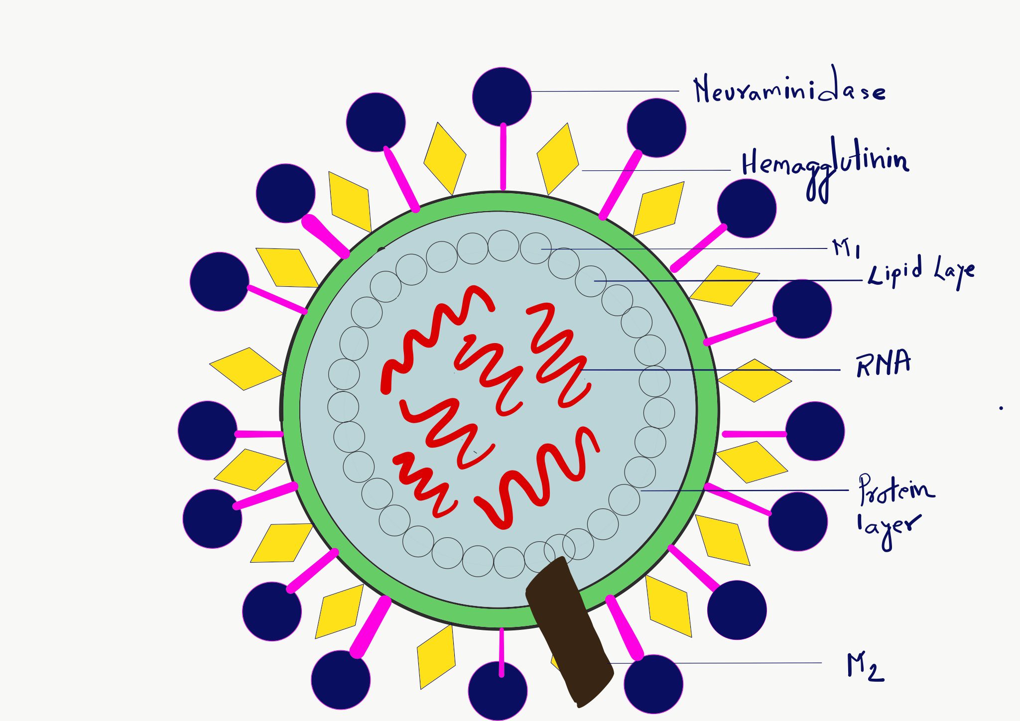 influenza virus