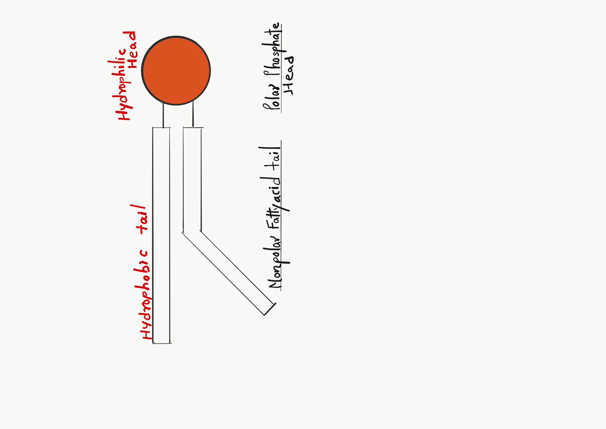 Plasma membrane: Phospholipid Structure