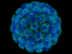 definition for viruses