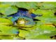 difference between pond and a lake