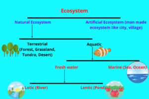 Types of ecosystem