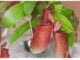 Pitcher plant