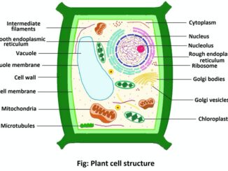 Plant cell structure