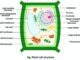 Plant cell structure