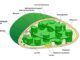 Chloroplast structure and function