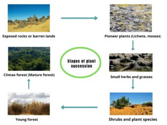 Plant succession