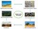 Plant succession