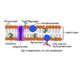 Component of cell membrane