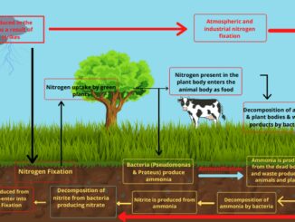 Nitrogen cycle