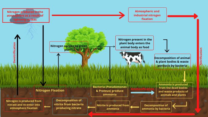 Nitrogen cycle