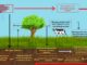 Nitrogen cycle
