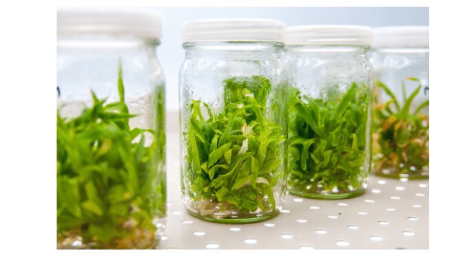 Plant Tissue Culture