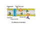 Glycolipids