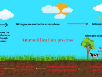 Ammonification