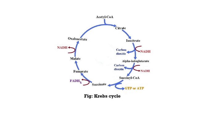 Krebs cycle