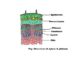 Xylem vs Phloem microscopic differences