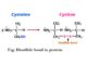 Disulfide bond