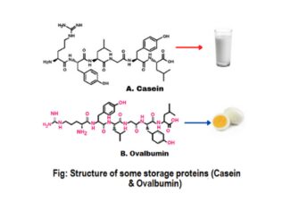 Storage proteins