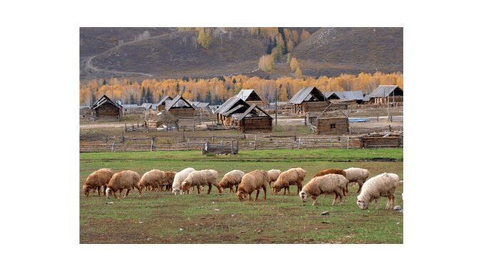 Nomadic herding