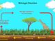 Nitrogen Fixation