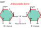 Glycosidic bond