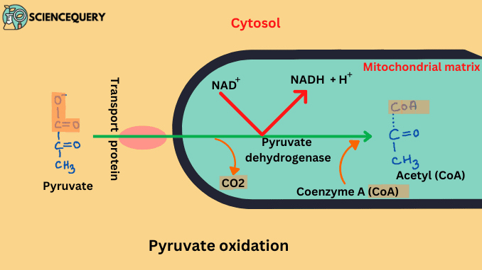 Pyruvate oxidation