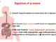 Protein Digestion