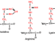 Basic amino acids
