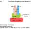 Succinate dehydrogenase