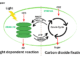 Products of light dependent reactions