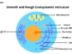 Endoplasmic reticulum
