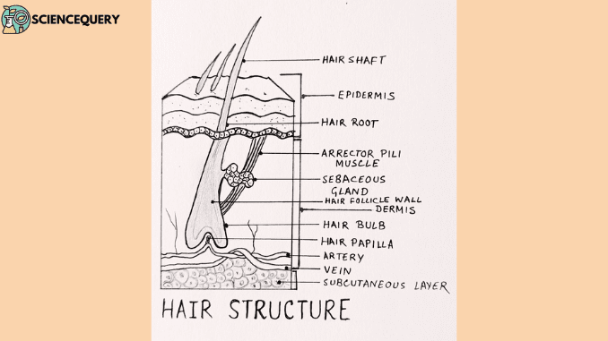 Hair structure