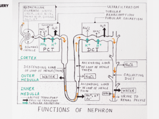 Nephron Function