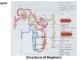 nephrons