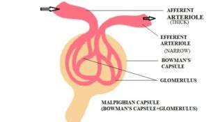 Nephrons: Renal corpuscle