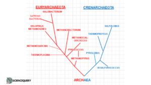 Archaea: classification of life