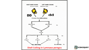 Shell Coiling in Lymnaea peregra