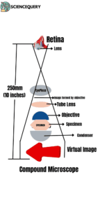 compound microscope