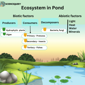 Pond ecosystem
