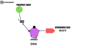 DNA structure