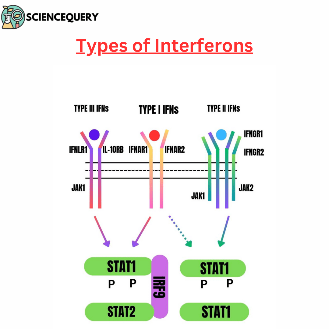 Interferons