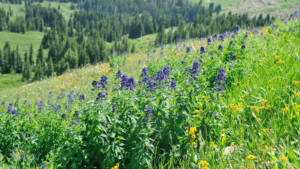 Subalpine