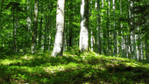 Temperate Deciduous Forest