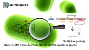 CRISPR RNA (crRNA).