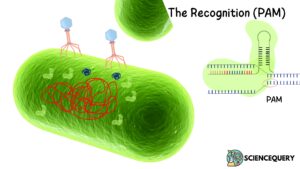 PAM recoginisation by RNA
