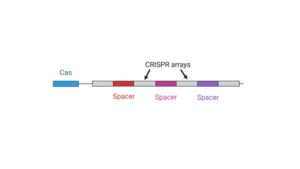 CRISPR Array