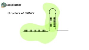 CRISPR structure